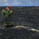 ‘Ōhiʻa colonizes a more-than thirty year old pahoehoe lava flow from Kilauea at Kalapana, Hawaii.